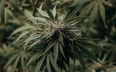 Ice-o-Lator: Qué es y qué vaporizadores usar para CBD y extracciones