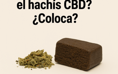 ¿Qué efectos tiene el hachís CBD? ¿Coloca? – Guía completa