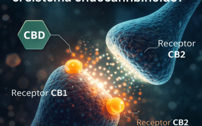 ¿Cómo actúa el CBD en el sistema endocannabinoide?