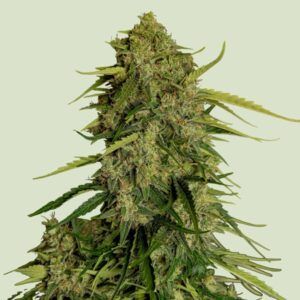 Semilla Atlas F1 autofloreciente de Royal Queen Seeds con ratio 1:1 THC y CBD