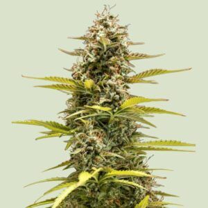 Semilla Cosmos F1 autofloreciente de Royal Queen Seeds rica en CBD