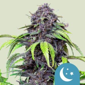 Semilla Purplematic CBD autofloreciente de Royal Queen Seeds rica en cannabidiol