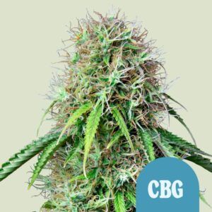 Semilla Royal CBG Automatic autofloreciente de Royal Queen Seeds rica en CBG