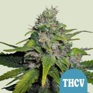 Semilla Royal THCV de Royal Queen Seeds rica en THCV