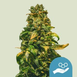 Semilla Solomatic CBD autofloreciente de Royal Queen Seeds rica en cannabidiol