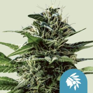Semilla Tatanka Pure CBD de Royal Queen Seeds rica en cannabidiol y bajo THC
