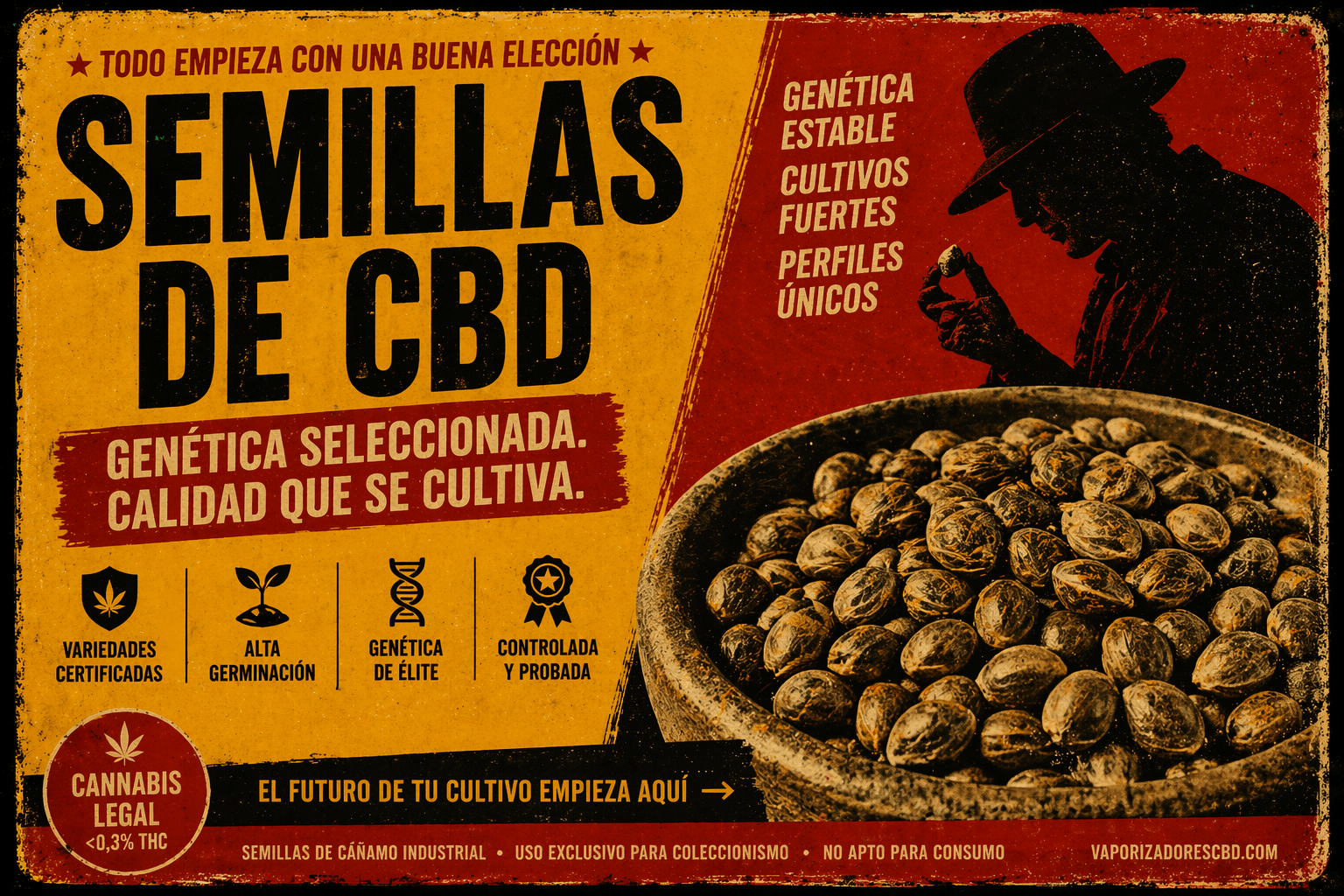 Semillas de CBD de alta calidad en primer plano sobre fondo oscuro